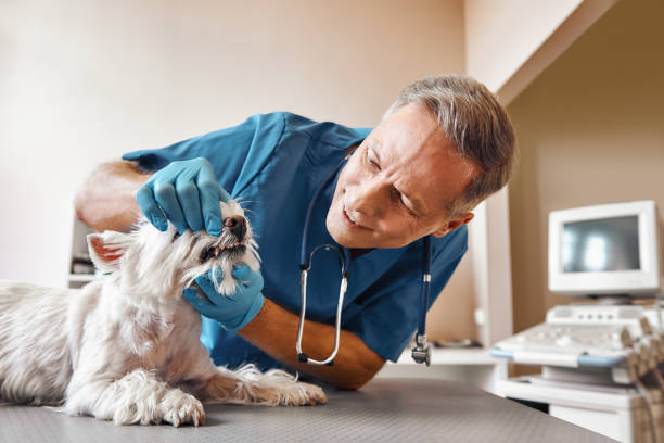 Best Pediatric Emergency Dentist in Camden, TN